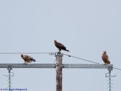 Kongern (Aquila chrysaethos)