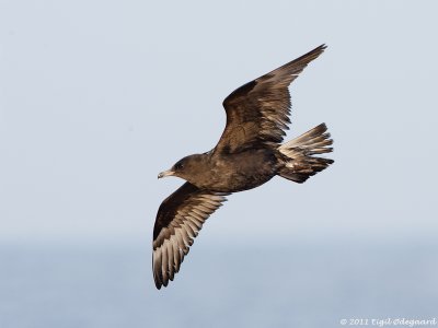 MellemKjove (Stercorarius pomarinus)