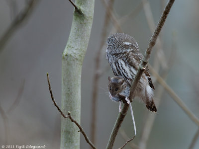 SpurveUgle (Glaucidium passerinum)