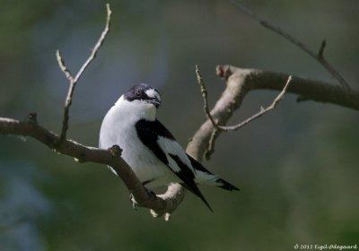Hvidhalset Fluesnapper (Ficedula albicollis)