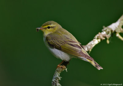Skovsanger (Phylloscopus sibilatrix)