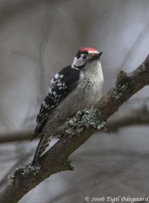 Lille Flagsptte male