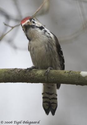 Lille Flagsptte male