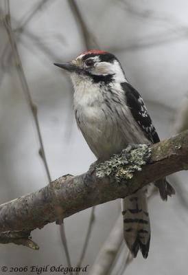 Lille Flagsptte male