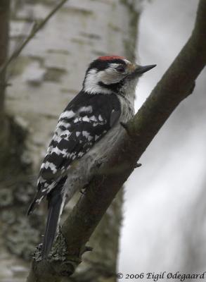 Lille Flagsptte male