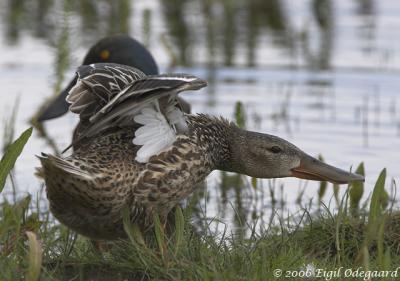 SkeAnd female