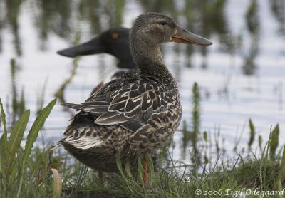 SkeAnd female