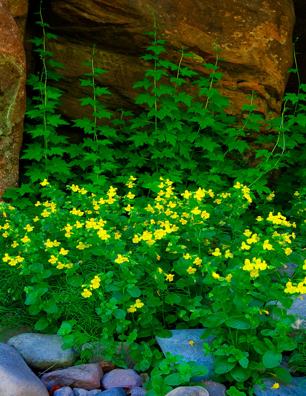 West Fork, Oak Creek, Sedona