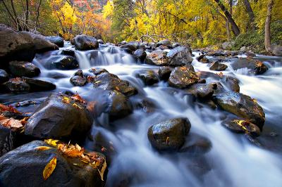 Autumn, Leaves