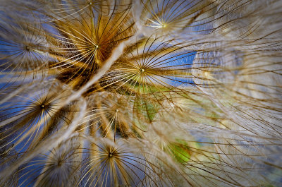 dandelion macro 4.jpg