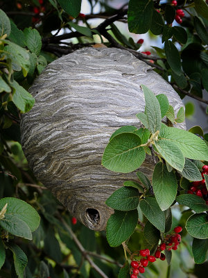 hornets nest with hornet emerging.jpg