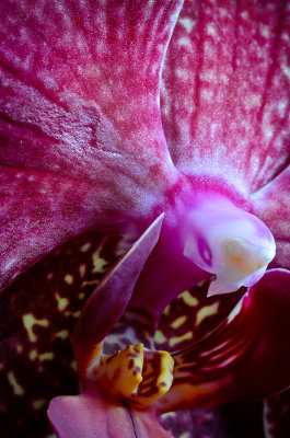 orchid 2.jpg