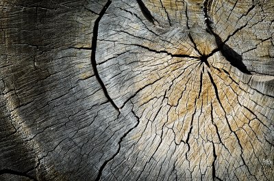 wood 2.jpg