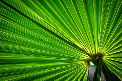 palm.jpg