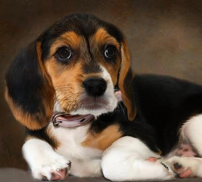 g4/10/388510/3/59538858.renassancebeagle.jpg