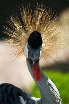 _DSC1029 gooney bird.jpg