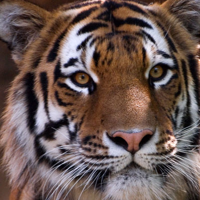 _DSC1067 tiger.jpg