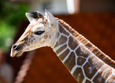_DSC1075 giraffe.jpg