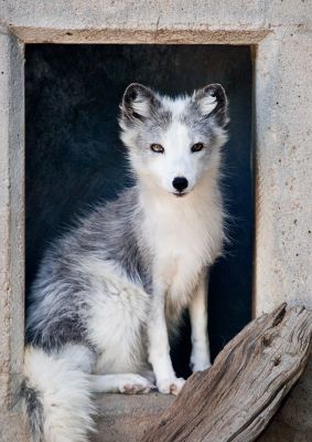 _DSC1076 wild dog.jpg