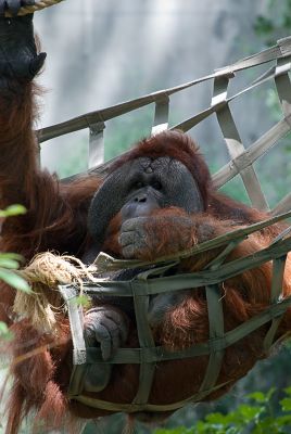 _DSC1216 orangatang.jpg