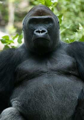 _DSC1245 gorilla.jpg