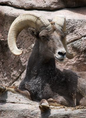 _DSC1299 Ram.jpg