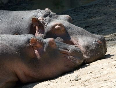 Hippos for Ann.jpg