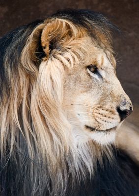 _DSC1319 lion.jpg