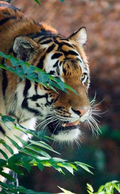 _DSC1039 tiger.jpg