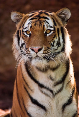 _DSC1070 tiger 2.jpg