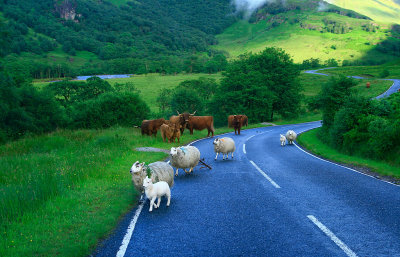 Livestock in the Glen