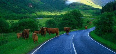coos in the glen