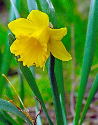 25th April Daffodil