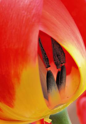 25th May Tulip