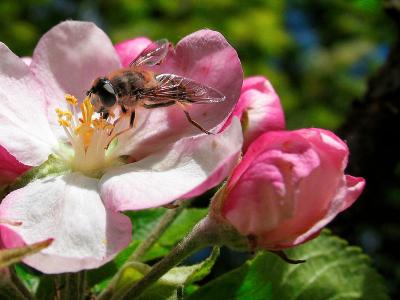 2nd June Bee and Apple Blossom