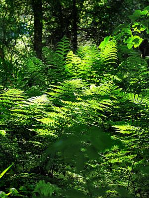 Green Ferns