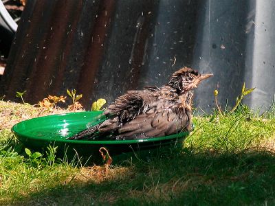 15th July Bathtime