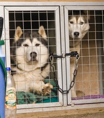 The 25th Husky Race at Glenmore