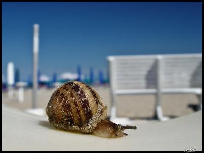 snail @ beach
