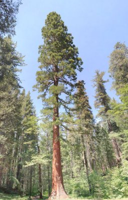 Scenic-Sequoia_2.jpg