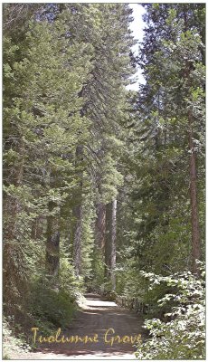 Tuolumne-Grove-01.jpg