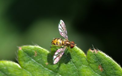 g4/10/481910/3/145277327.b0NANEM7.jpg