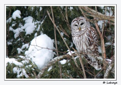 Chouette raye / Barred Owl