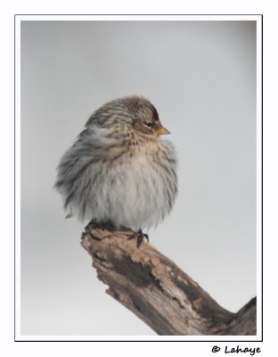 Sizerin flammé / Common Redpoll