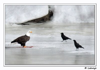 Pygargue  tte blanche et corneilles d'Amrique / Bald Eagle and American Crows