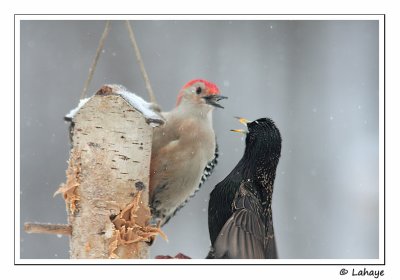 Pic  ventre roux / Male / Red-bellied Woodpecker