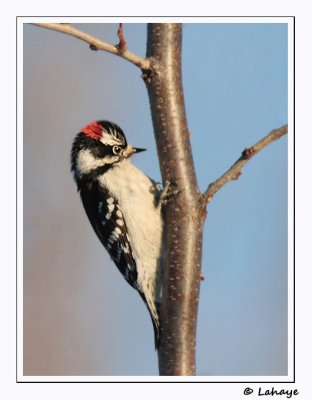 Pic mineur / Male / Downy Woodpecker