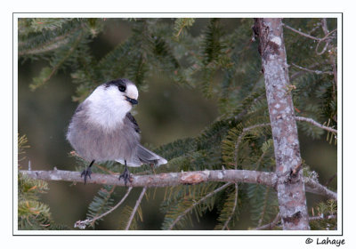 Mésangeai du Canada / Gray Jay
