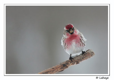 Sizerin flammé / Common Redpoll