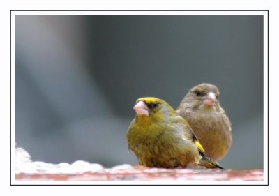 Verdier d'Europe / Greenfinch / Carduelis chloris